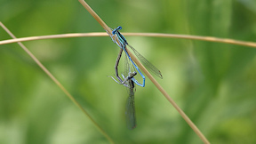 Wallpaper Blaue Federlibelle