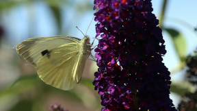 Wallpaper Schmetterling Großer Kohlweißling