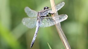 Großer Blaupfeil, Maennchen Wallpaper Libelle Großer Blaupfeil