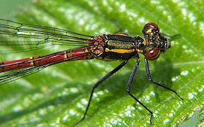 Frühe Adonislibelle (Pyrrhosoma nymphula) in Troisdorf-Spich, Grüner See, Kodak Z812 IS, 27.5.2010 Wallpaper Frühe Adonislibelle Troisdorf