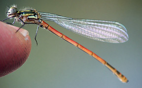 Frühe Adonislibelle (Pyrrhosoma nymphula) in der Wahner Heide, Kodak Z740, 26.04.2008 Wallpaper Frühe Adonislibelle Wahner Heide
