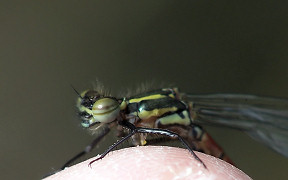 Frühe Adonislibelle (Pyrrhosoma nymphula) in der Wahner Heide, Kodak Z740, 26.04.2008 Wallpaper Frühe Adonislibelle Wahner Heide
