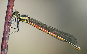 Frühe Adonislibelle (Pyrrhosoma nymphula) in der Wahner Heide, Kodak Z740, 1.5.2008 Wallpaper Frühe Adonislibelle Wahner Heide