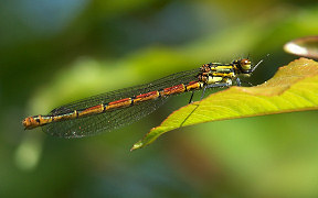Frühe Adonislibelle (Pyrrhosoma nymphula) in Troisdorf-Spich, Grüner See, Kodak Z740, 5.5.2008 Wallpaper Frühe Adonislibelle Troisdorf