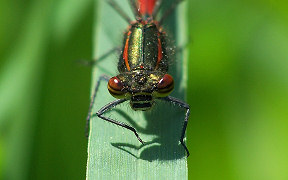 Frühe Adonislibelle (Pyrrhosoma nymphula) in Feuerlöschteich Pitschen-Pickel, Kodak Z740, 11.5.2008 Wallpaper Frühe Adonislibelle Troisdorf
