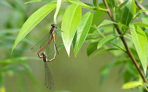 Paarungsrad Frühe Adonislibelle (Pyrrhosoma nymphula) in Lohmar, Burgweiher, Kodak Z740, 26.4.2009 Wallpaper Frühe Adonislibelle Troisdorf