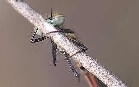 Frühe Adonislibelle (Pyrrhosoma nymphula) in der Wahner Heide, Kodak Z740, 26.04.2008 Wallpaper Frühe Adonislibelle Wahner Heide