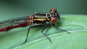 Frühe Adonislibelle (Pyrrhosoma nymphula) in der Wahner Heide, Canon 60D, 26.04.2018 Wallpaper Frühe Adonislibelle Wahner Heide