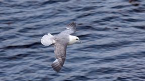 Wallpaper Eissturmvogel Fulmar