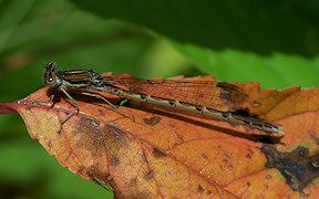 Wallpaper Gemeine Winterlibelle Sympecma fusca Grner See 20.9.2009
