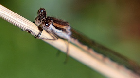 Wallpaper Gemeine Winterlibelle Sympecma fusca Troisdorf 1.10.2015