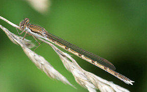 Wallpaper Gemeine Winterlibelle Weibchen Sympecma fusca Troisdorf