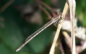Wallpaper Gemeine Winterlibelle Sympecma fusca Troisdorf
