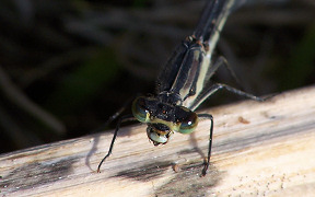 Wallpaper Gemeine Winterlibelle Sympecma fusca Lohmar