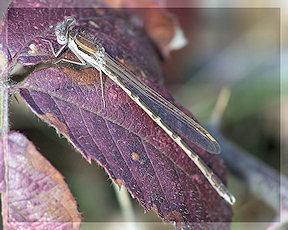 Wallpaper Gemeine Winterlibelle Sympecma fusca Troisdorf 19.3.2009