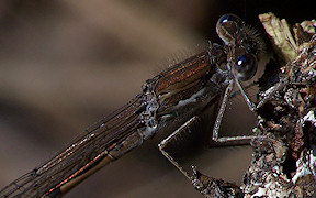 Wallpaper Gemeine Winterlibelle Sympecma fusca Briesener See 11.4.2009