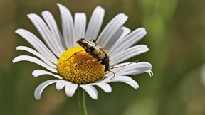 Wallpaper Käfer Gefleckter Schmalbock