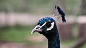 Wallpaper Blauer Pfau