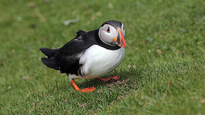 Wallpaper Puffin Papageitaucher
