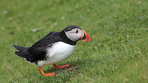 Wallpaper Puffin Papageitaucher