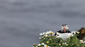 Wallpaper Puffin Papageitaucher