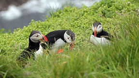 Wallpaper Puffin Papageitaucher