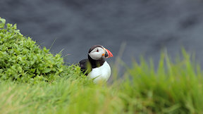 Wallpaper Puffin Papageitaucher