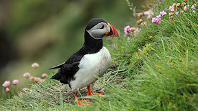 Wallpaper Puffin Papageitaucher
