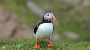 Wallpaper Puffin Papageitaucher