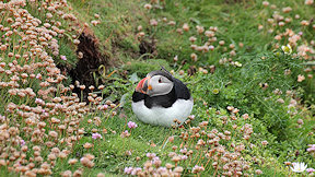 Wallpaper Puffin Papageitaucher