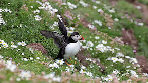 Wallpaper Puffin Papageitaucher