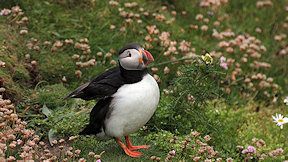 Wallpaper Puffin Papageitaucher