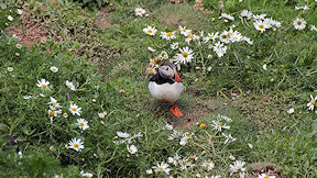 Wallpaper Puffin Papageitaucher