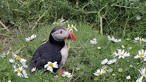Wallpaper Puffin Papageitaucher