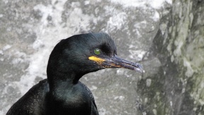 Wallpaper  Phalacrocorax aristotelis Shag Krähenscharbe